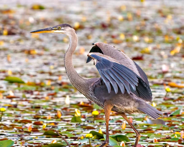 stock image Blue Heron close-up side view with spread wings in water with water lily pads in its environment and habitat surrounding. Great Blue Heron Picture.