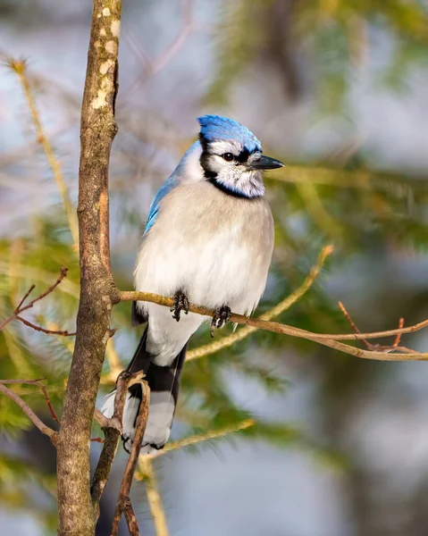 Blue Jay close up front view perched on a tree branch with blur forest background in its environment and habitat surrounding. Jay picture. Jay Portrait.