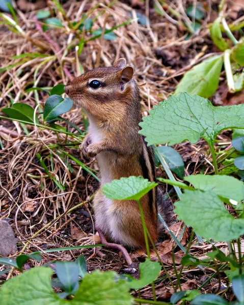 Chipmunk animal standing side view in the field displaying brown fur, body, head, eye, nose, ears, paws, in its environment and habitat surrounding.