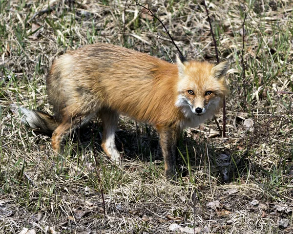 Red fox close-up profile side view in the spring season displaying fox tail, fur, in its environment and habitat with a blur foliage background. Fox Image. Picture. Portrait. Photo.
