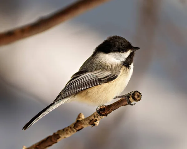 Chickadee Close Profile Side View Perched Tree Branch Blur Background Royalty Free Stock Images