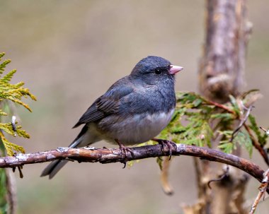 Çevresinde ve çevresinde kozalaklı bir orman arka planına sahip Junco yakın profil görüntüsü,