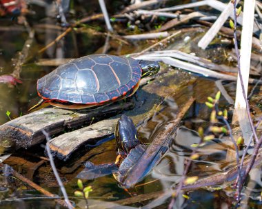 Boyanmış kaplumbağa çifti, çevrelerinde bataklık bitkileri ve yaşam alanları olan yosun kütüğünün üzerinde dinleniyor. Kaplumbağa Resmi.
