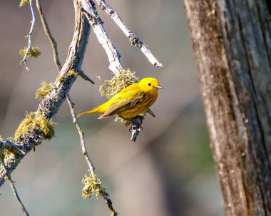 Sarı ötleğen, çevresi ve çevresi renkli olan bir yosun dalına tünemiş. Warbler Resmi.