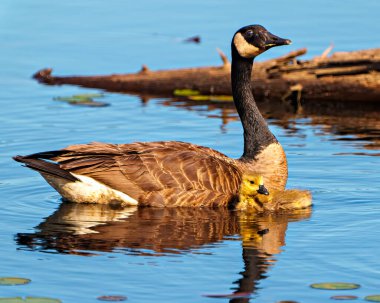 Kanada Kaz ve Yavru Kaz gölde yüzüyor ve çevresinin ve yaşam alanlarının tadını çıkarıyorlar. Kaz Resmi. 