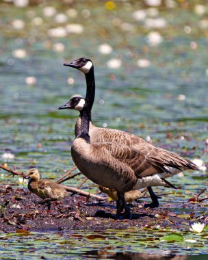 Kanada Kaz 'ı ve yavruları su ve nilüfer yapraklarıyla çamurun üzerinde duruyor ve çevrelerinin ve yaşam alanlarının tadını çıkarıyorlar. Kaz Resmi.