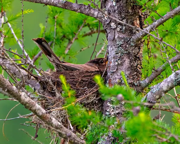 American Robin bird nesting on a tamarack tree with a green background in its environment and habitat surrounding.  Robin Picture. Headshot.