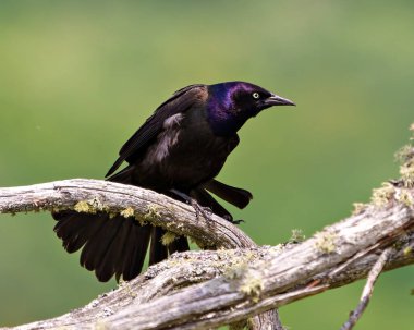 Yaygın Grackle, çevre ve yaşam ortamında yeşil bir arka plana sahip yosun dalına tünemiş yan görüntüsü. 