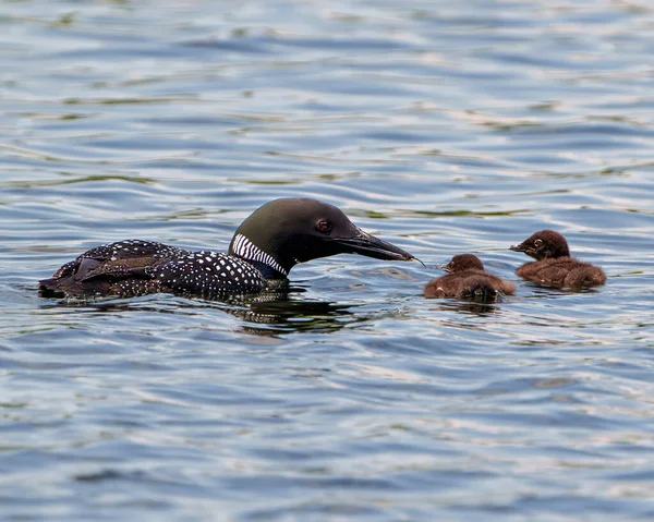 Common Loon with baby chick feeding them with a insect and swimming in their environment and habitat surrounding with blue water.
