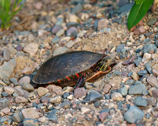 Painted turtle close-up side view spawning on sand and gravel in its environment and habitat surrounding. Turtle Picture.