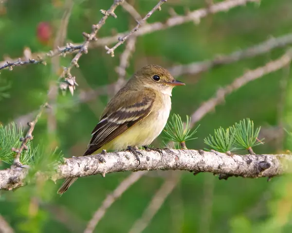 Willow Flycatcher çevresindeki yeşil arka plan ve yaşam alanına sahip bir dala tünemiş yakın çekim yan görüntüsü.