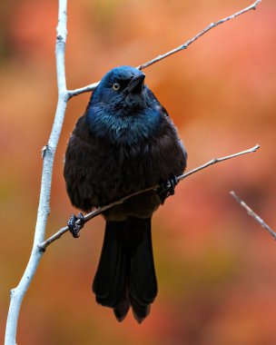 Çevresinde sonbahar turuncusu arka planı ve yaşam alanı olan bir dala tünemiş Grackle yakın çekim yan görüntüsü. Grackle Portresi. Resim.