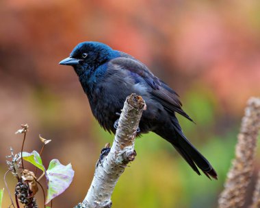 Çevresinde sonbahar turuncusu arka planı ve yaşam alanı olan bir dala tünemiş Grackle yakın çekim yan görüntüsü. Grackle Portresi. Resim.