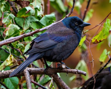 Çevresinde sonbahar turuncusu arka planı ve yaşam alanı olan bir dala tünemiş Grackle yakın çekim yan görüntüsü. Grackle Portresi. Resim.