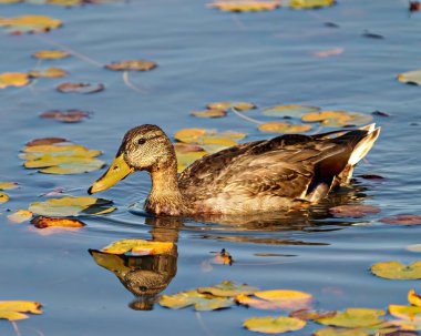 Wood Duck 'ın çevresindeki nilüferlerle yüzen yan görüntüsü ve bir yansıma ile çevrelenmiş yaşam alanı..