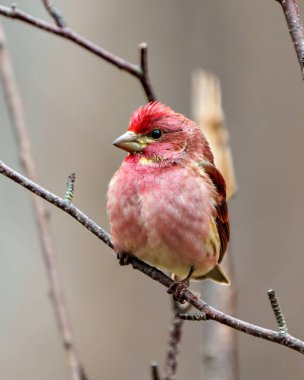 Finch erkek yakın plan, kırmızı renk tüylerini gösteren bir dala tünemiş, çevresi ve çevresi bulanık. Mor Finch Resmi