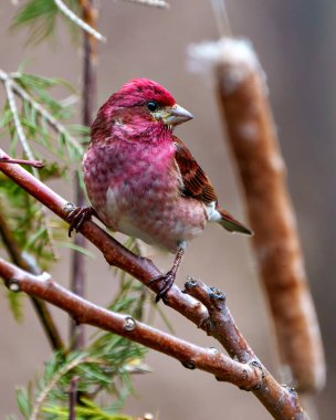 Mor Finch, çevresi ve yaşam alanı yumuşak kahverengi bir arka plana sahip bir dalın üzerine tünemiş. Finch Resmi.