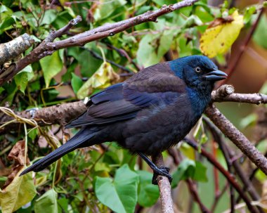 Çevresinde sonbahar turuncusu arka planı ve yaşam alanı olan bir dala tünemiş Grackle yakın çekim yan görüntüsü. Grackle Portresi. Resim.