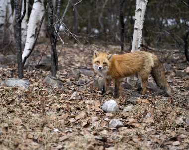Red Fox 'un profil yan görüntüsü bahar mevsiminde arka planda ve doğal ortamında bulanık huş ağaçları olan kameraya bakıyor. Görüntü. Portre. Tilki Resmi.