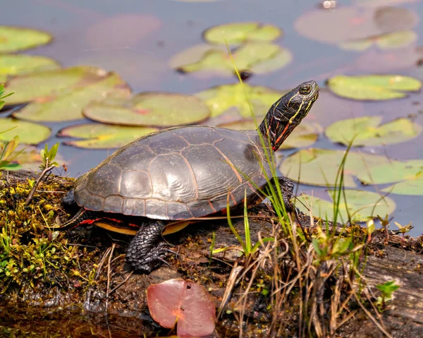 Painted turtle resting on a moss log in the pond with lily water pad and displaying its turtle shell, head, paws in its environment and habitat surrounding. Turtle Picture.