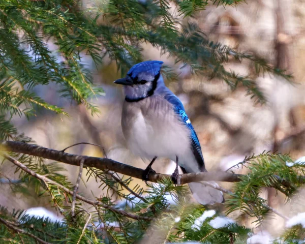 Blue Jay close-up view perched on a branch with a blur soft coniferous evergreen trees background in the forest environment and habitat surrounding displaying blue feather plumage wings. Jay Picture. Portrait.
