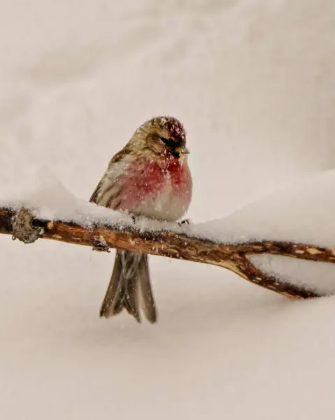 stock image Common Red poll close-up front view perched and holding to a branch in a winter blizzard with a white background and falling snow on the bird in its environment and habitat surrounding. Finch Picture.