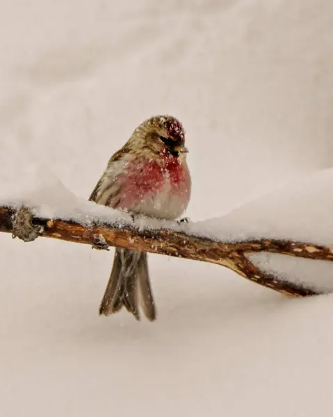 Common Red Poll Close Front View Perched Holding Branch Winter Stock Photo