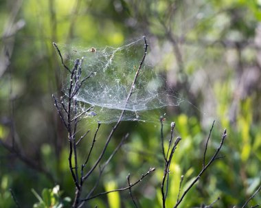 Bulanık orman geçmişi olan dallarda örümcek ağı inşaatı. Web resmi.