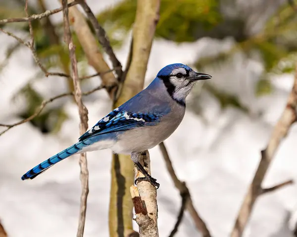 Blue Jay close-up profile side view perched on a branch against a winter backdrops in its environment and habitat surrounding. Jay Picture.