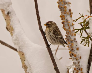 Kış tipi mevsiminde bir dala tünemiş, çevresi bulanık ve çevresi bulanık kar yağan ortak kırmızı anket. Finch Fotoğrafı. Noel kartı resmi.