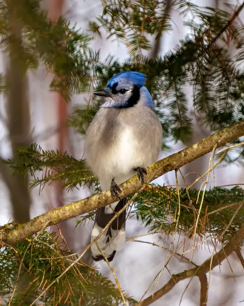 Blue Jay close up front view perched on a tree branch with blur coniferous background in its environment and habitat surrounding. Jay picture. Jay Portrait. Christmas card picture.