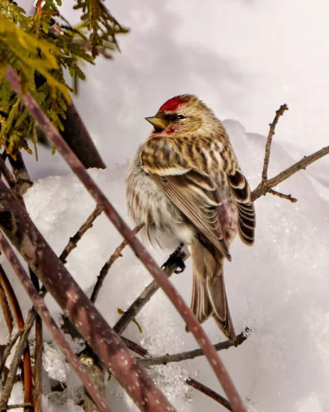 Kış mevsiminde, genel Kırmızı anket yakın profil dikiz görüntüsü çevresindeki beyaz arka plan ve yaşam alanı ile tünemişti. Finch Fotoğrafı. Noel kartı resmi.