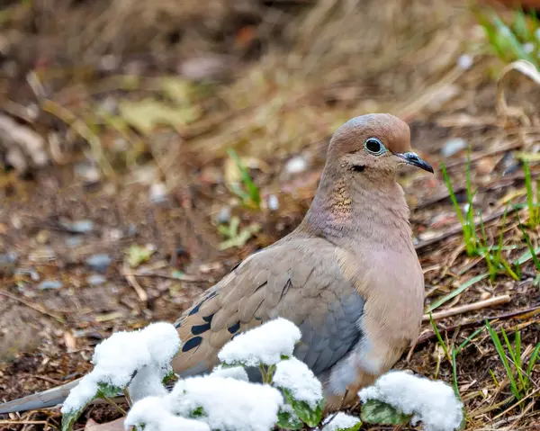 Mourning dove close-up profile view sitting on ground with snow on foliage in its environment and habitat surrounding. Dove Picture. Christmas card photo.