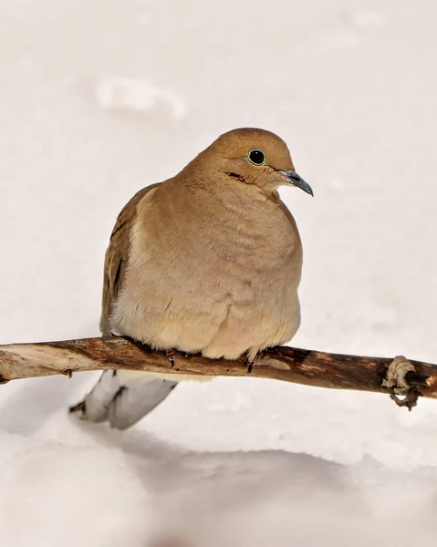 Mourning Dove close-up profile front view in the winter season perched with a white background in its environment and habitat surrounding. Dove Picture. Christmas card picture.