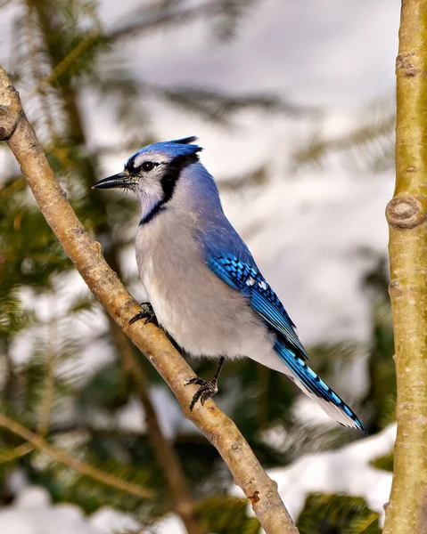 Blue Jay close-up side view, perched on a tree branch with blur forest background in its environment and habitat surrounding. Jay picture. Jay Portrait.