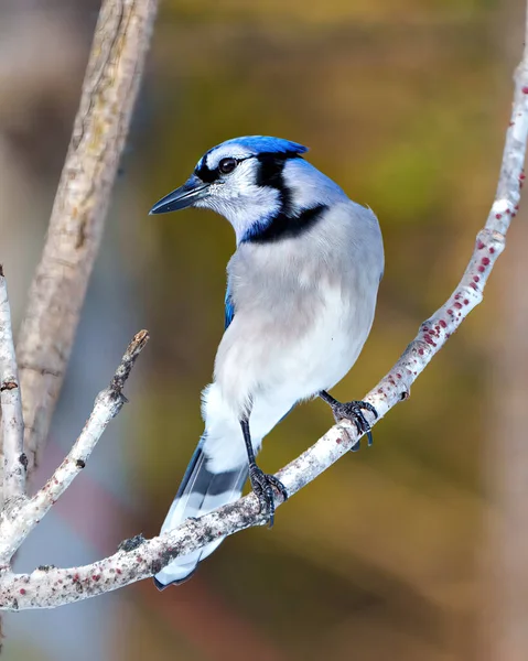Blue Jay bird perched on a tree branch with colourful  background in its environment and habitat surrounding. Jay picture. Jay Portrait.