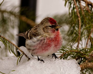 Çevresindeki sedir dalları ve yaşam alanı ile karların üzerinde duran kırmızı oylama ön görüntüsü. Finch Resmi.