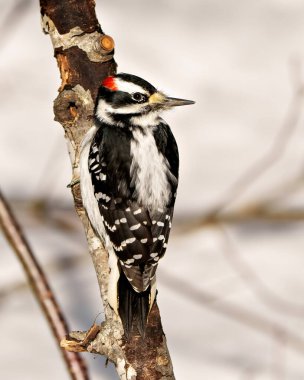 Ağaçkakan erkek dikiz aynası bir ağaç gövdesine tutunur ve çevresindeki beyaz ve siyah tüyleri ve yaşam alanını gösterir.