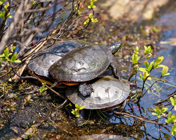 Three painted turtle standing on a moss log with marsh vegetation in their environment and habitat surrounding. One turtle standing on the other ones. Turtle Picture.