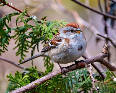 Amerikan Ağaç Serçesi çevre ve yaşam ortamında kozalaklı ağaç ormanı arka planına tünemiş. Serçe Resmi.