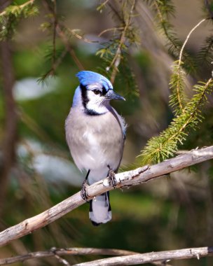 Blue Jay close-up view perched on a branch with a blur soft coniferous evergreen treess background in the forest environment and habitat surrounding displaying blue feather plumage wings. Jay Picture. Portrait. clipart