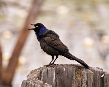 Genel Grackle yakın çekim yan görünümü çevresindeki bulanık arkaplan ve yaşam alanı ile bir ağaç kütüğü üzerinde duruyor. 