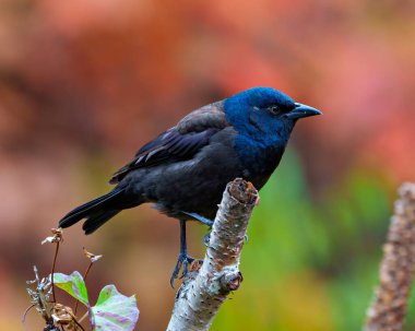 Çevresinde sonbahar turuncusu arka planı ve yaşam alanı olan bir dala tünemiş Grackle yakın çekim yan görüntüsü. Grackle Portresi. Resim.
