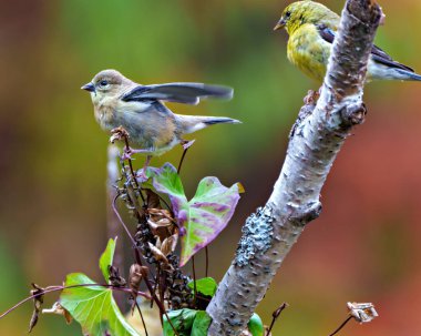 Çevrelerinde ve yaşam alanlarında renkli bir geçmişe sahip bir huş ağacına tünemiş Finch kuşları yan görüntüsü. 