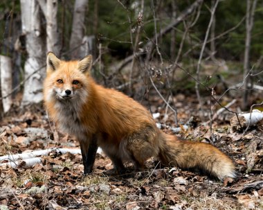 İlkbahar sezonunda kırmızı tilki yakından profil görüntüsü tilki kuyruğu, kürkü, çevresi ve arka planı bulanık. Fox Image 'da. Görüntü. Portre. Fotoğraf..