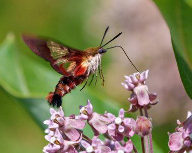 Sinekkuşu Clearwing güvesi bir yosun bitkisinin üzerinde kanat çırpıyor ve çevresini çevreleyen yeşil bir arka planı ve yaşam alanı olan nektarı içiyor. Güve Fotoğrafı.
