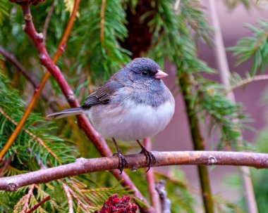 Junco 'nun çevresi ve çevresi ormanlarla çevrili. Koyu Gözlü Junco Fotoğrafı.