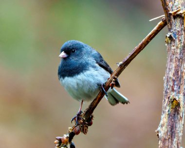 Çevresinde ve çevresinde bulanık bir gökkuşağı arka planına sahip bir dal üzerine tünemiş Junco yakın cephe görüntüsü. Koyu Gözlü Junco Fotoğrafı.