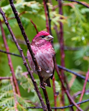 Finch erkek yakın plan, kırmızı renk tüylerini gösteren bir dalın üzerine tünemiş, çevresindeki bir orman arka planı ve çevresi ile çevrili. Mor Finch