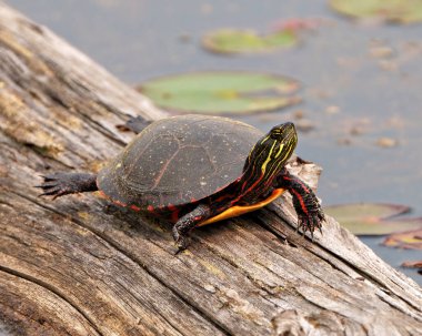 Havuzdaki bir kütüğün üzerinde dinlenen boyalı kaplumbağa ve çevresindeki kaplumbağa kabuğunu, kafasını, pençelerini ve yaşam alanını gösteriyor. Kaplumbağa Resmi